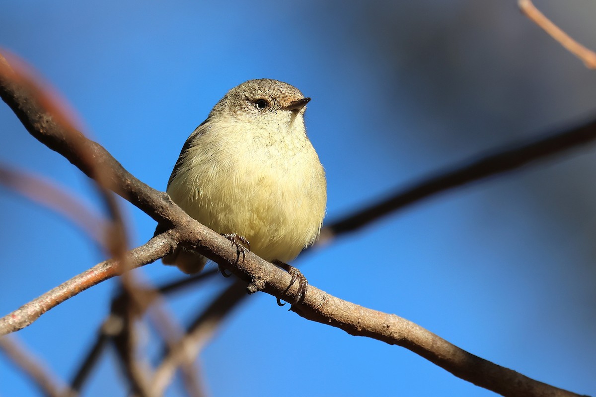 Buff-rumped Thornbill - ML641903429