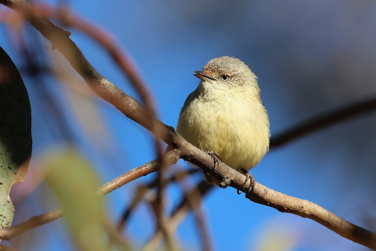 Buff-rumped Thornbill - ML641903430