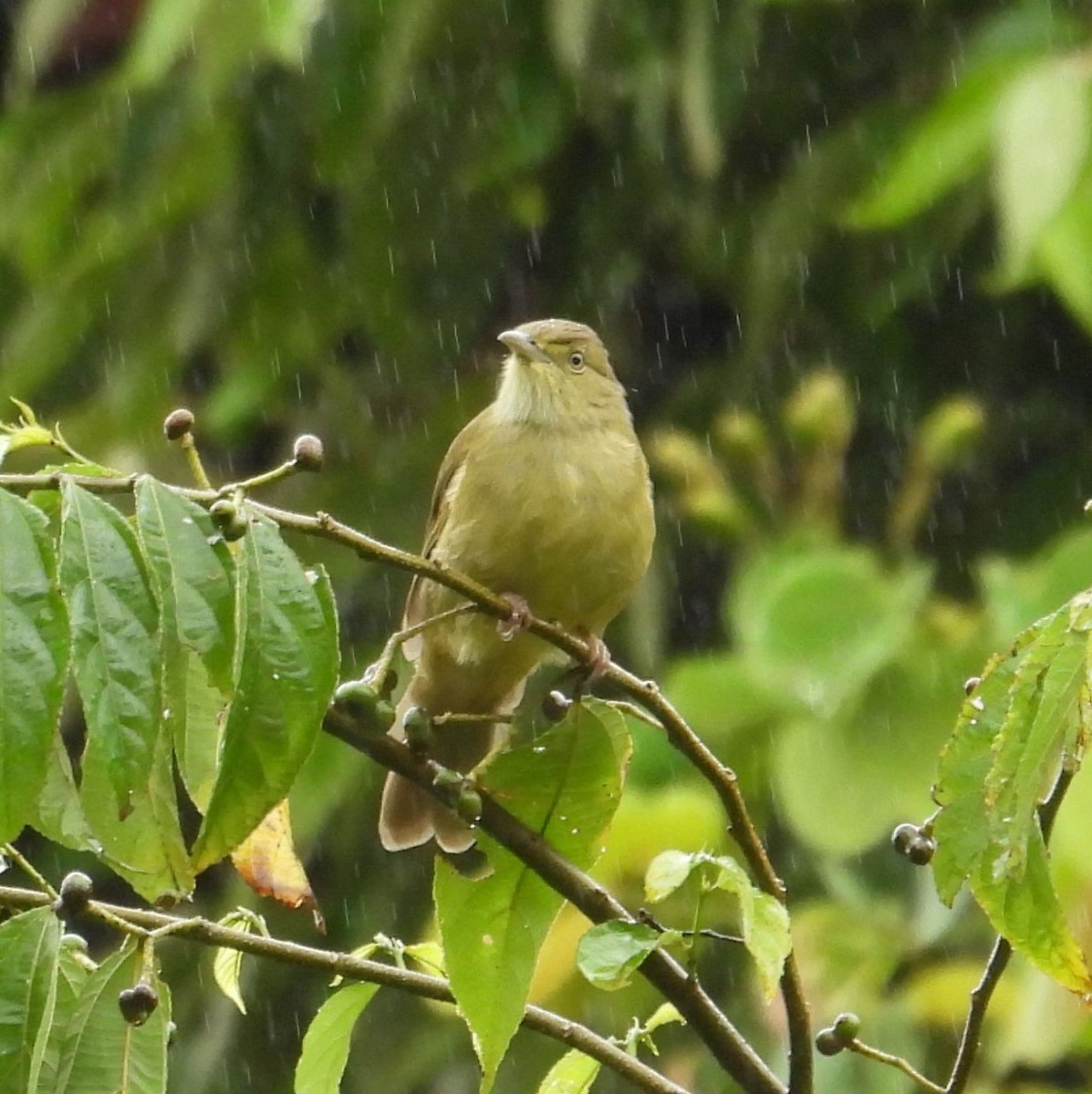 Olive Bulbul - ML641903446