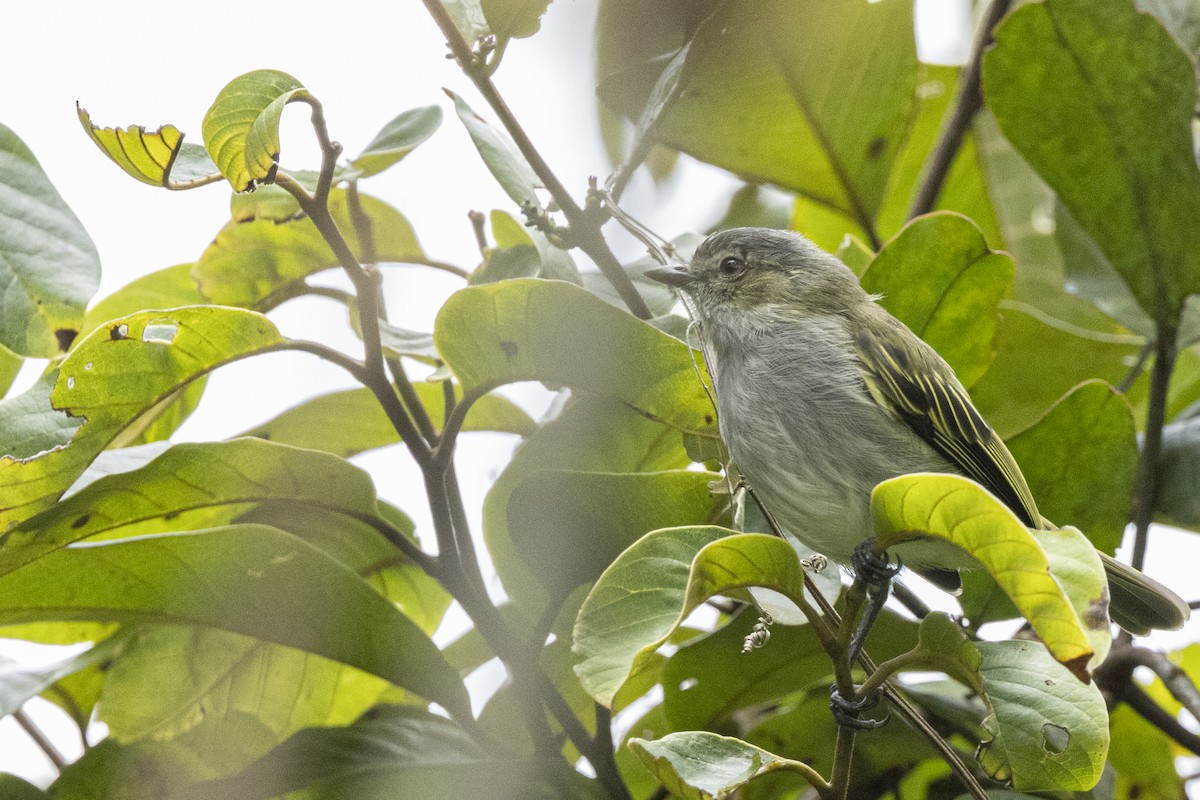 Mistletoe Tyrannulet - ML641903449