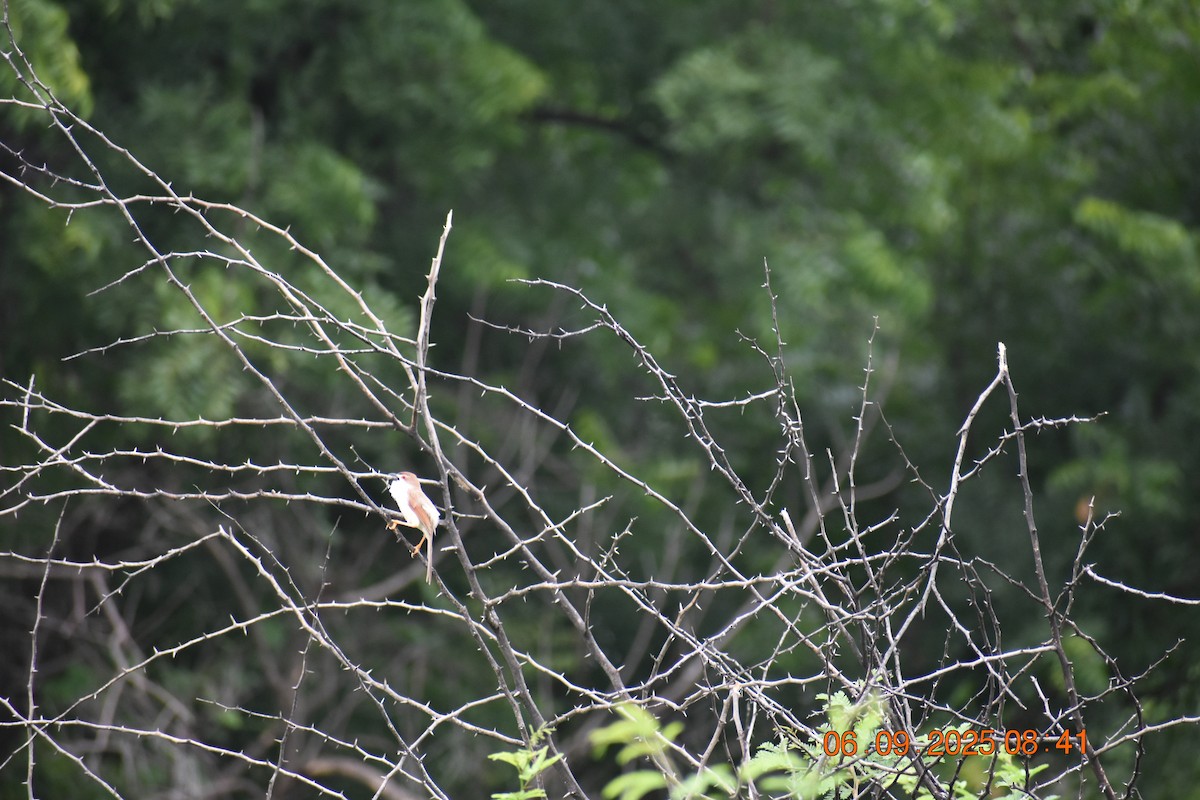 Yellow-eyed Babbler - ML641903451