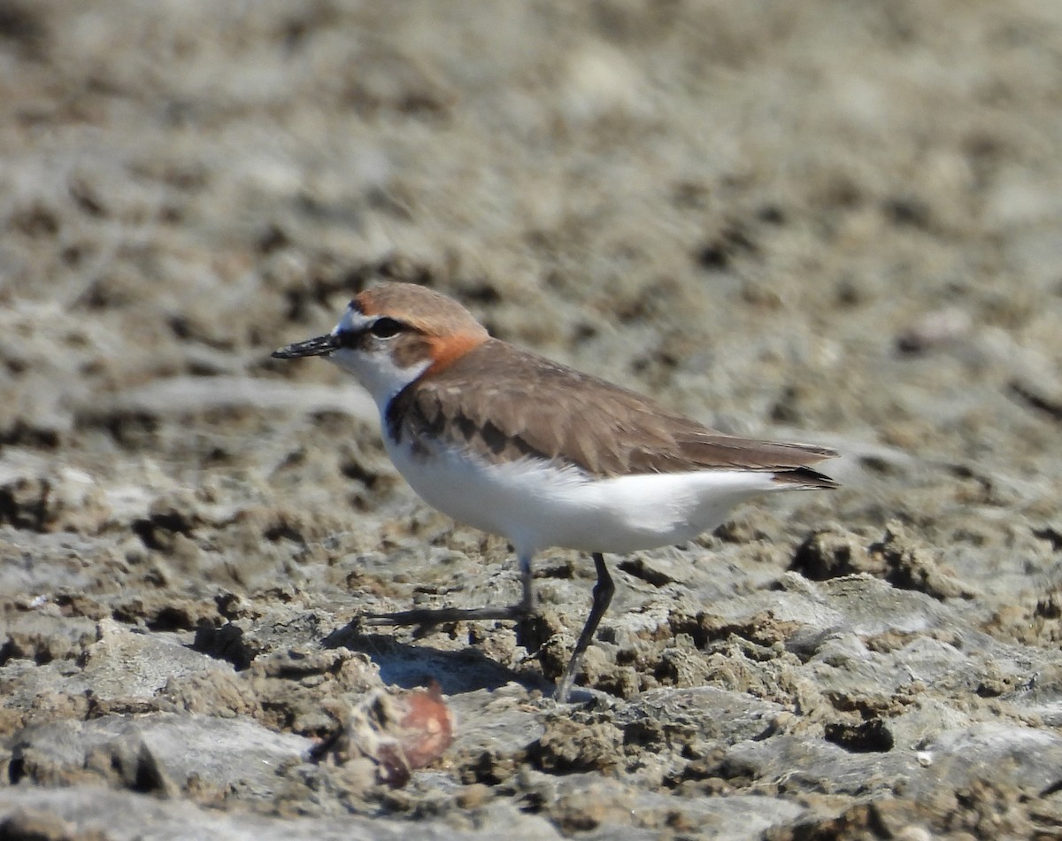 Red-capped Plover - ML641903469