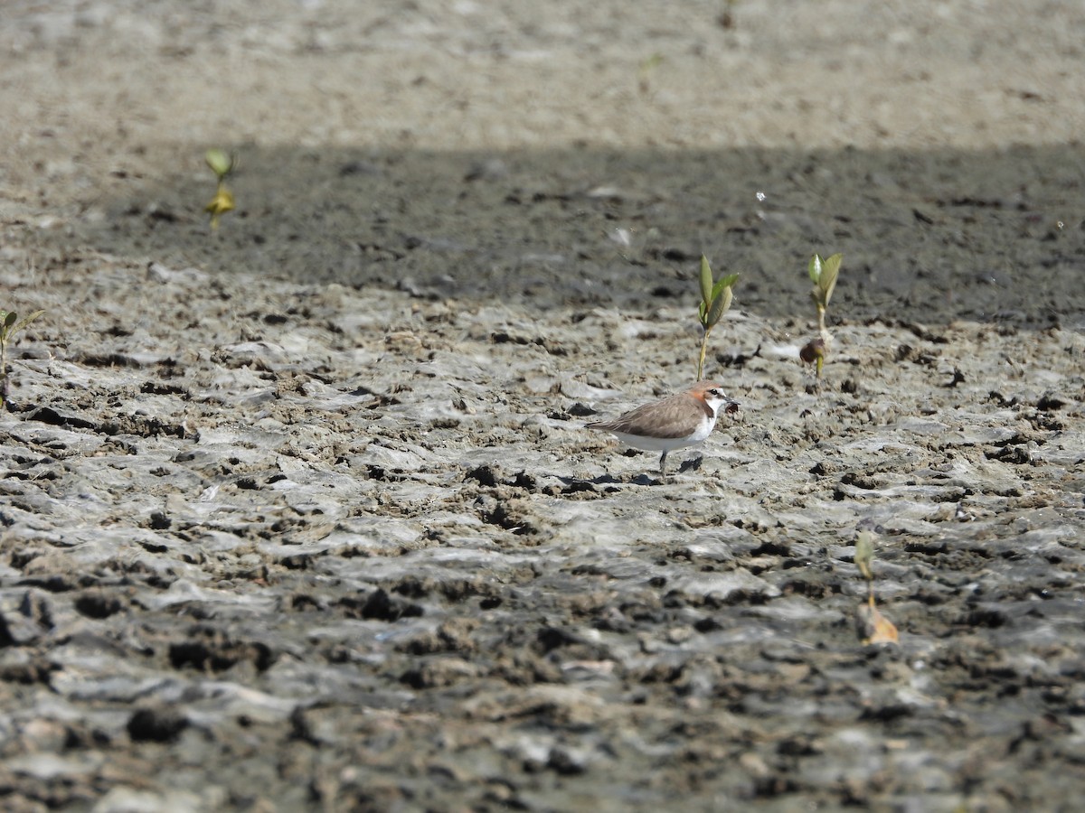 Red-capped Plover - ML641903470
