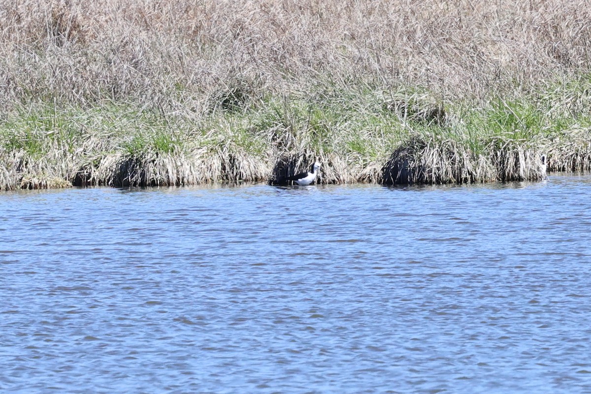 黑領高蹺鴴 - ML641903472