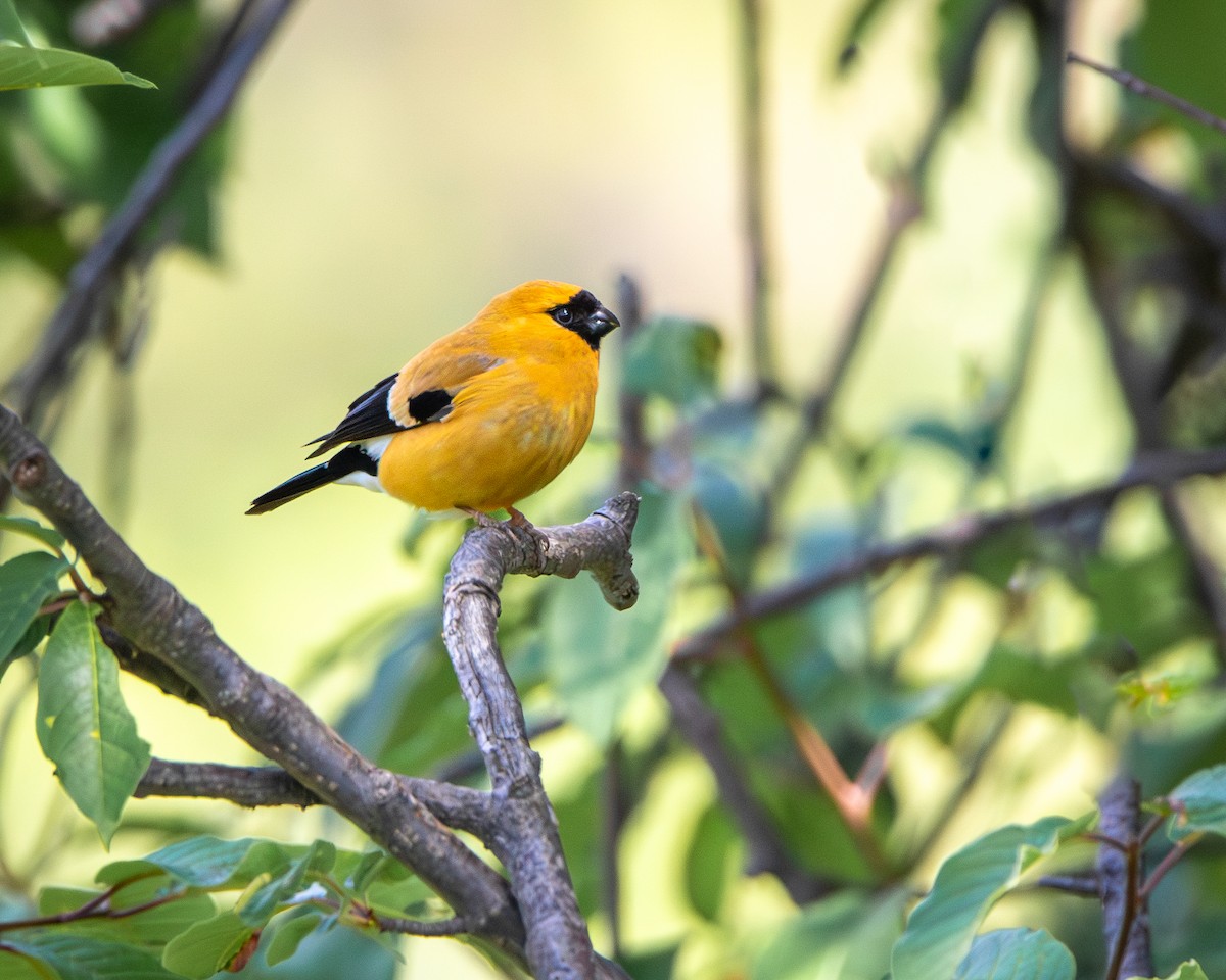 Orange Bullfinch - ML641903473