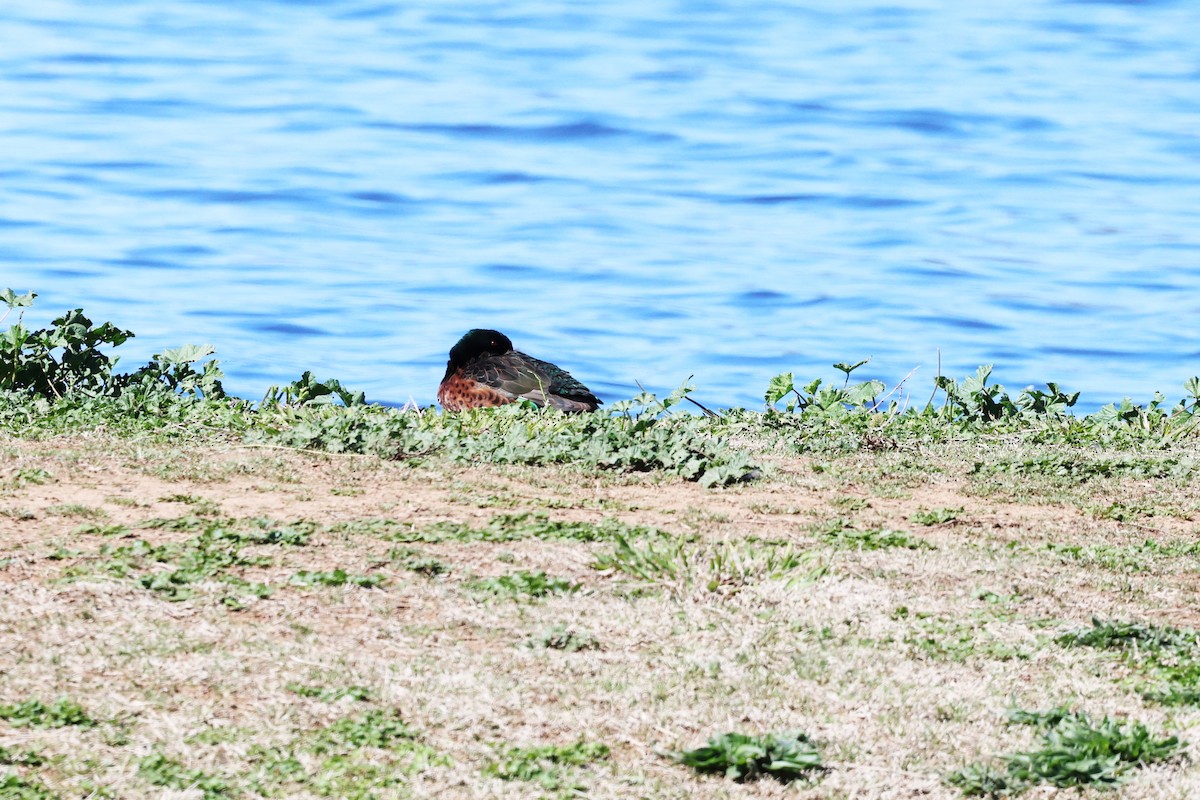 Chestnut Teal - ML641903477