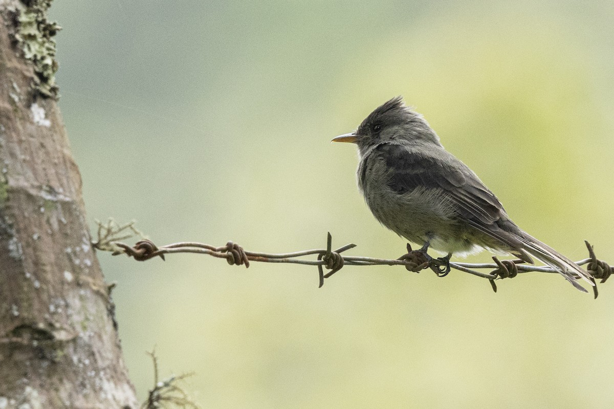 Dark Pewee - ML641903478