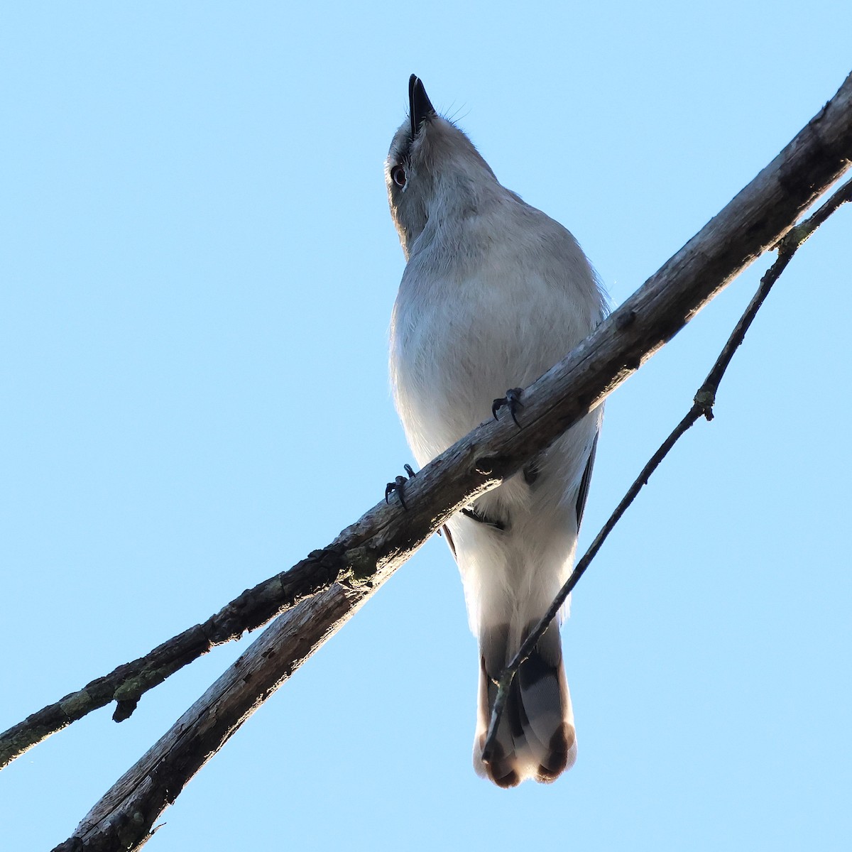 Western Gerygone - ML641903481