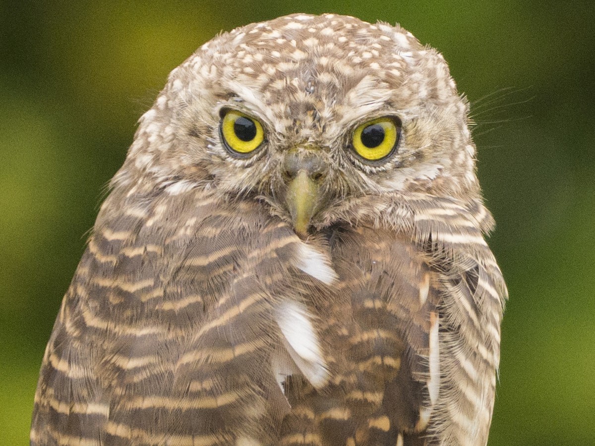 Asian Barred Owlet - ML641903482