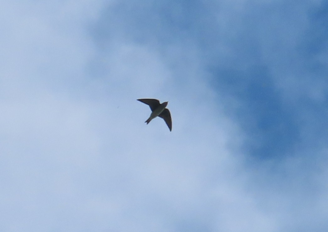 Purple Martin - ML641903483