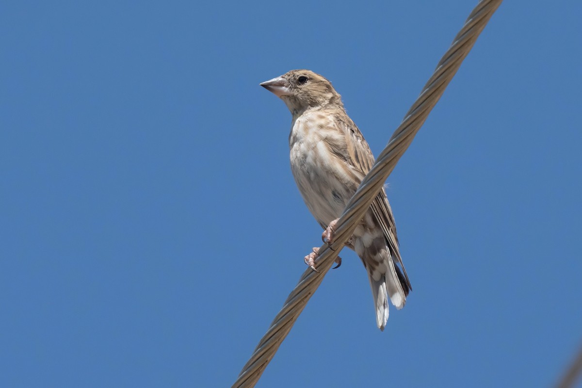 Rock Sparrow - ML641903484