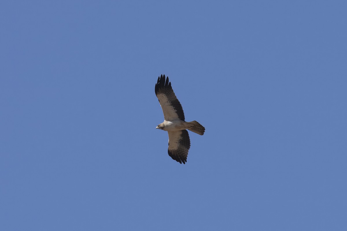 靴隼鵰 - ML641903486