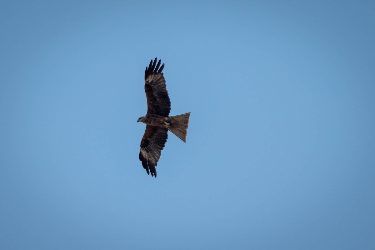 黑鳶 - ML641903489