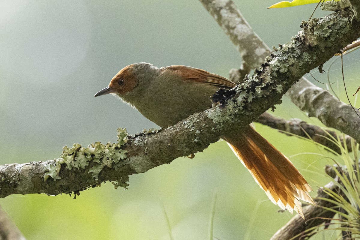 Red-faced Spinetail - ML641903490