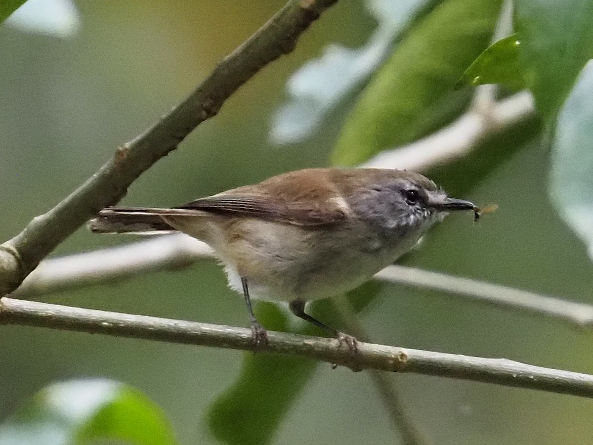 Brown Gerygone - ML641903492