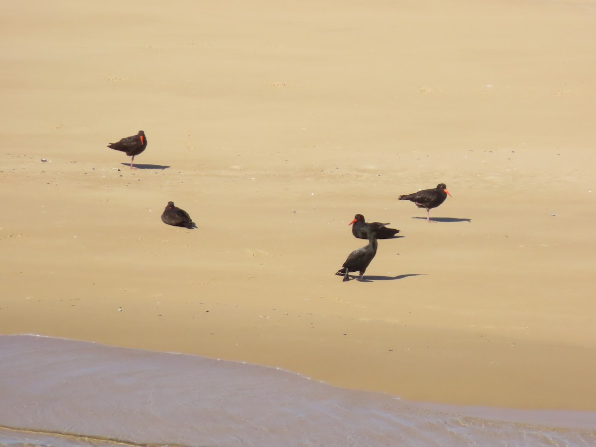 Sooty Oystercatcher - ML641903503