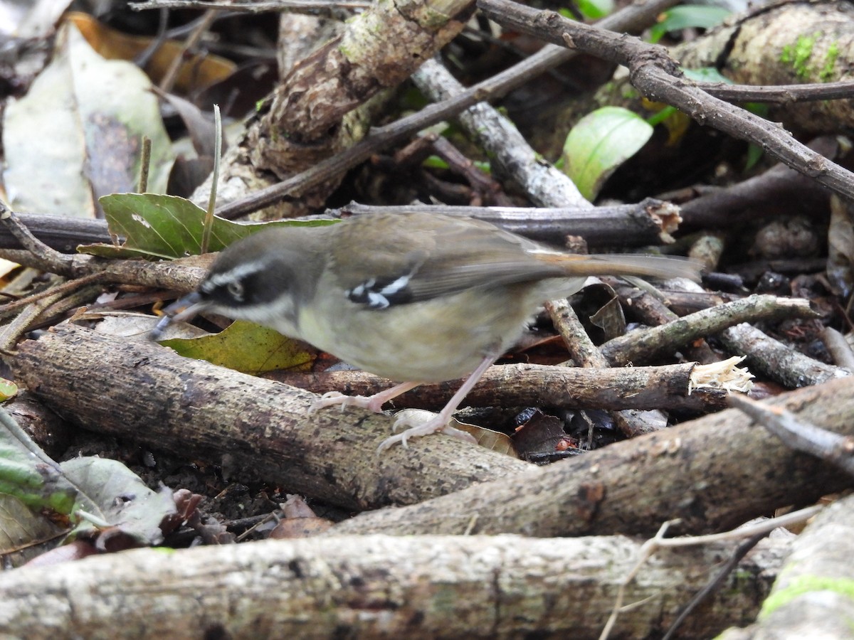 White-browed Scrubwren - ML641903505