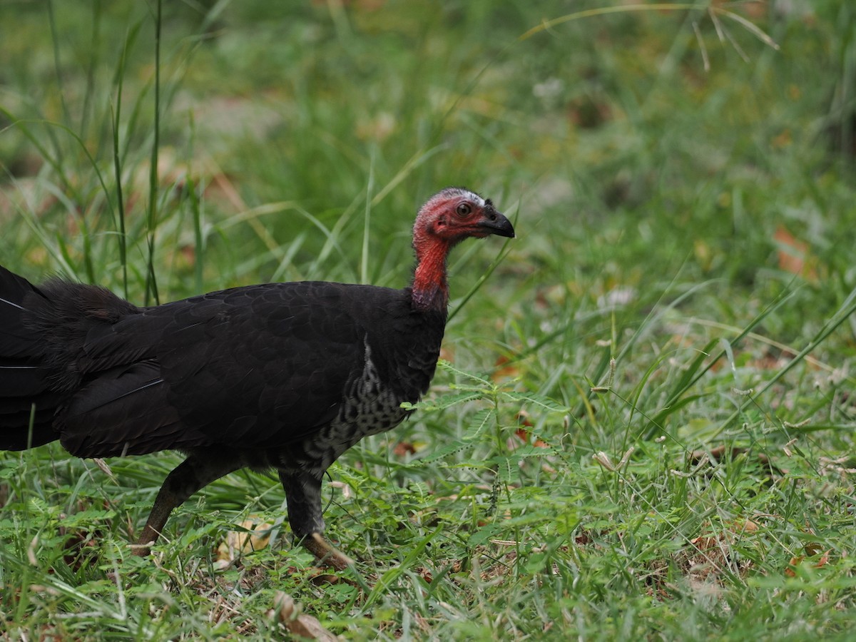 Australian Brushturkey - ML641903506