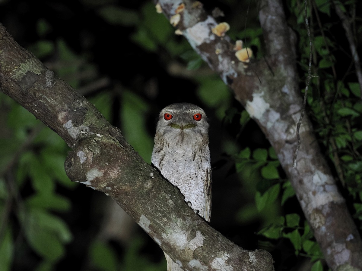 Papuan Frogmouth - ML641903512