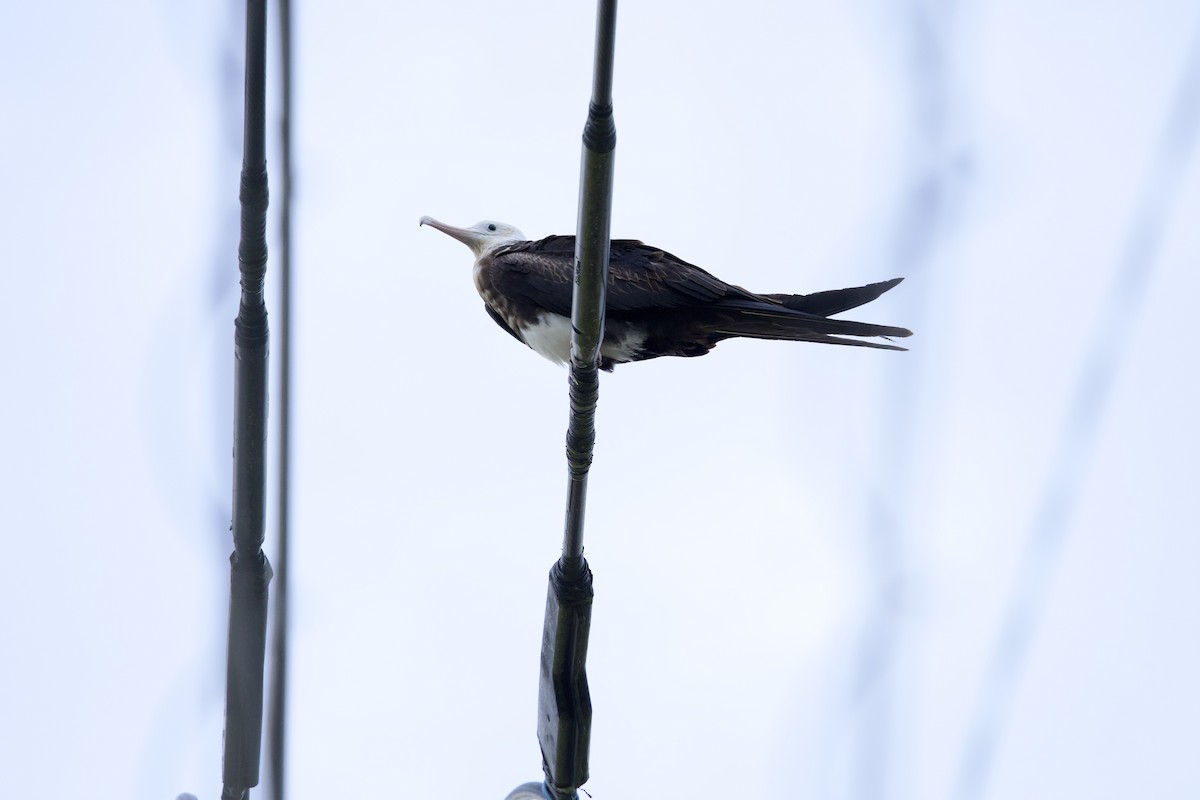 Lesser Frigatebird - ML641903528