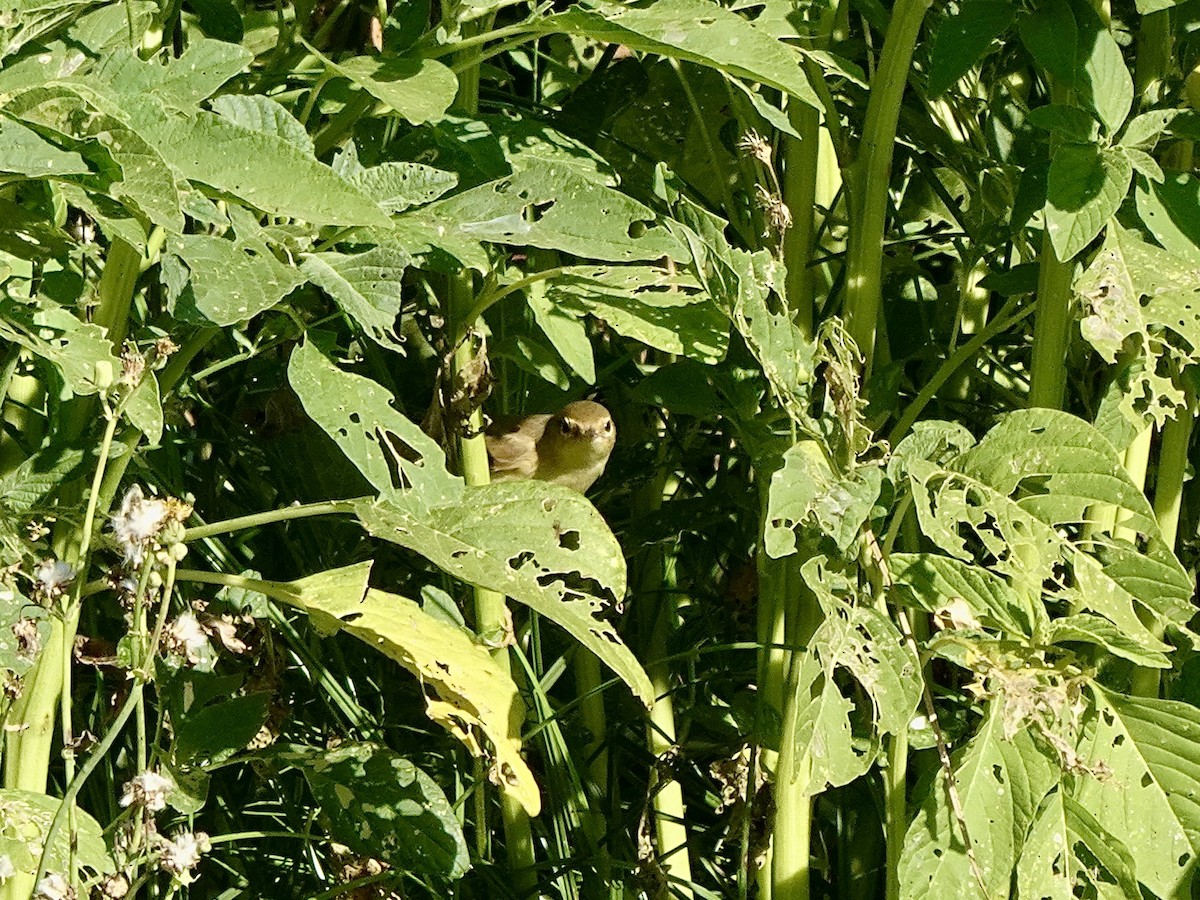 Marsh Warbler - ML641903537