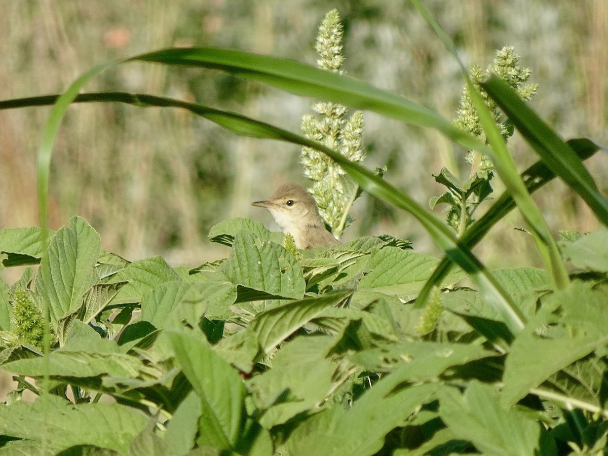 Marsh Warbler - ML641903538