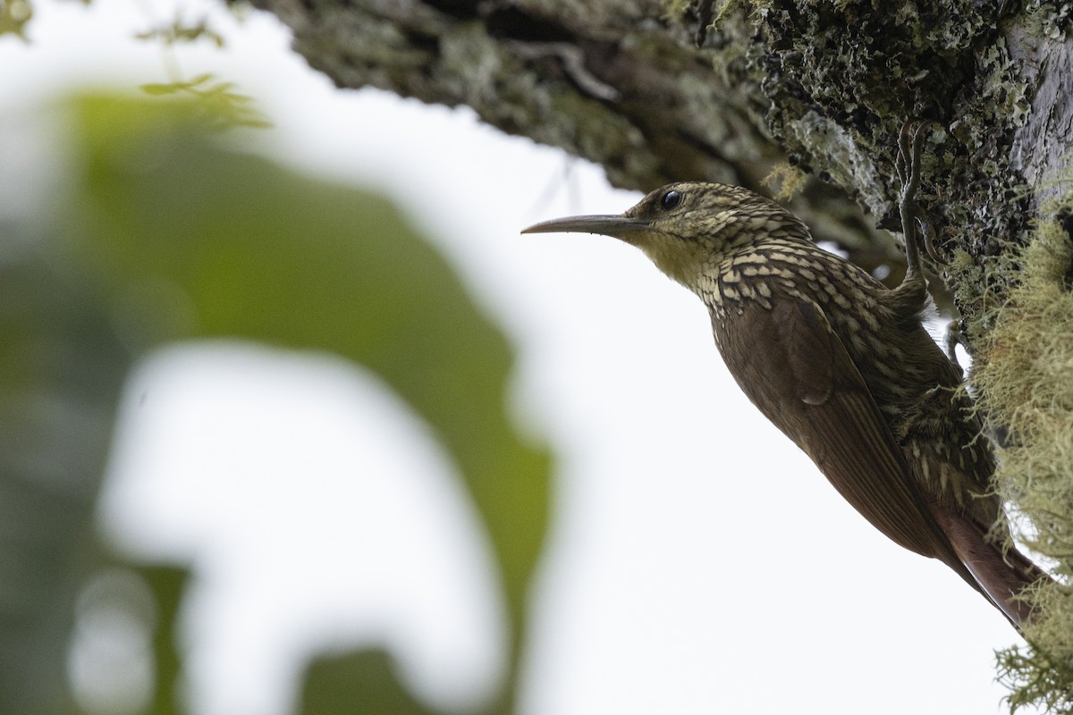Spot-crowned Woodcreeper - ML641903542