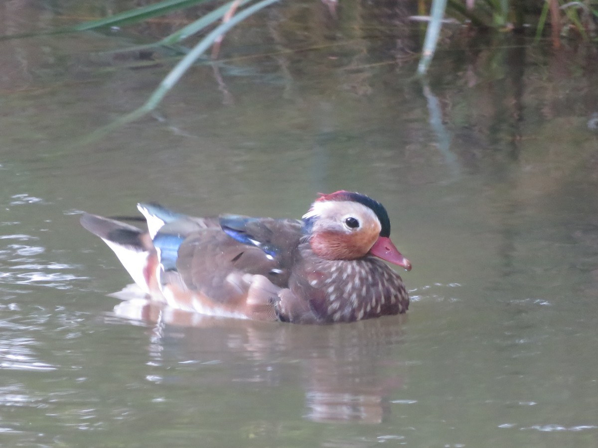 Mandarin Duck - ML641903543