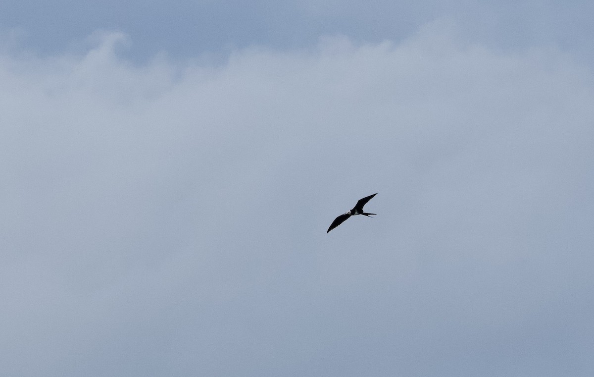 Lesser Frigatebird - ML641903544