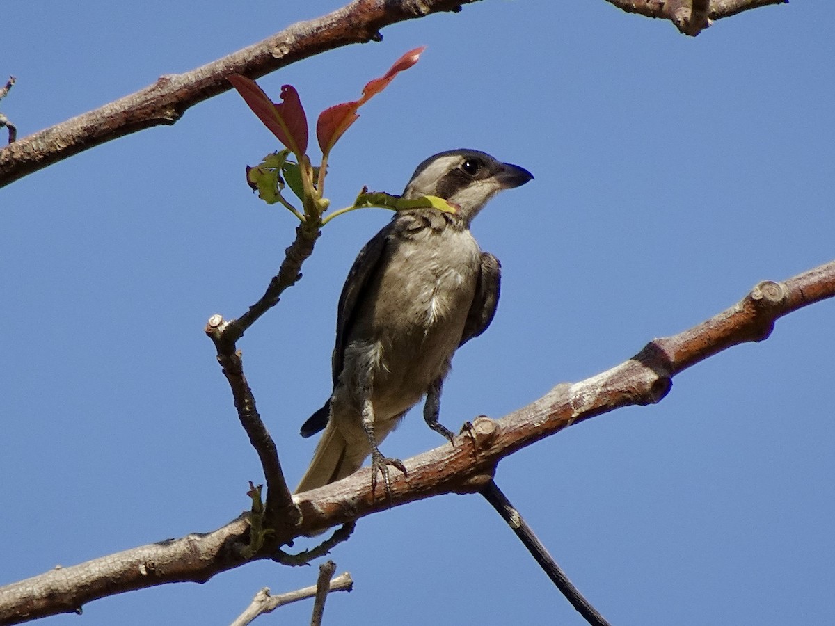 Lesser Gray Shrike - ML641903546
