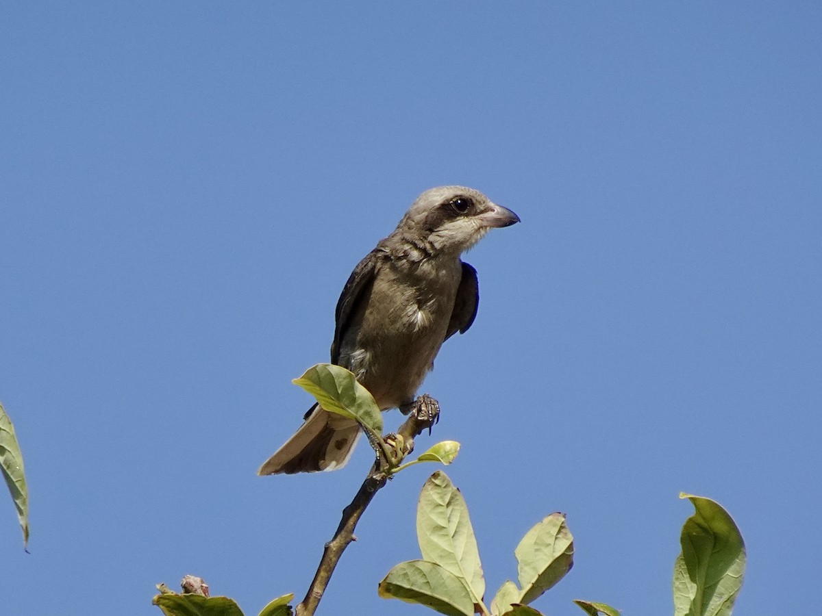 Lesser Gray Shrike - ML641903547