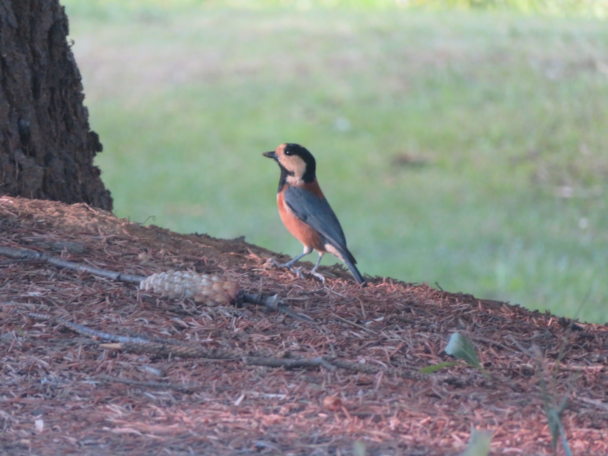 Varied Tit - ML641903551