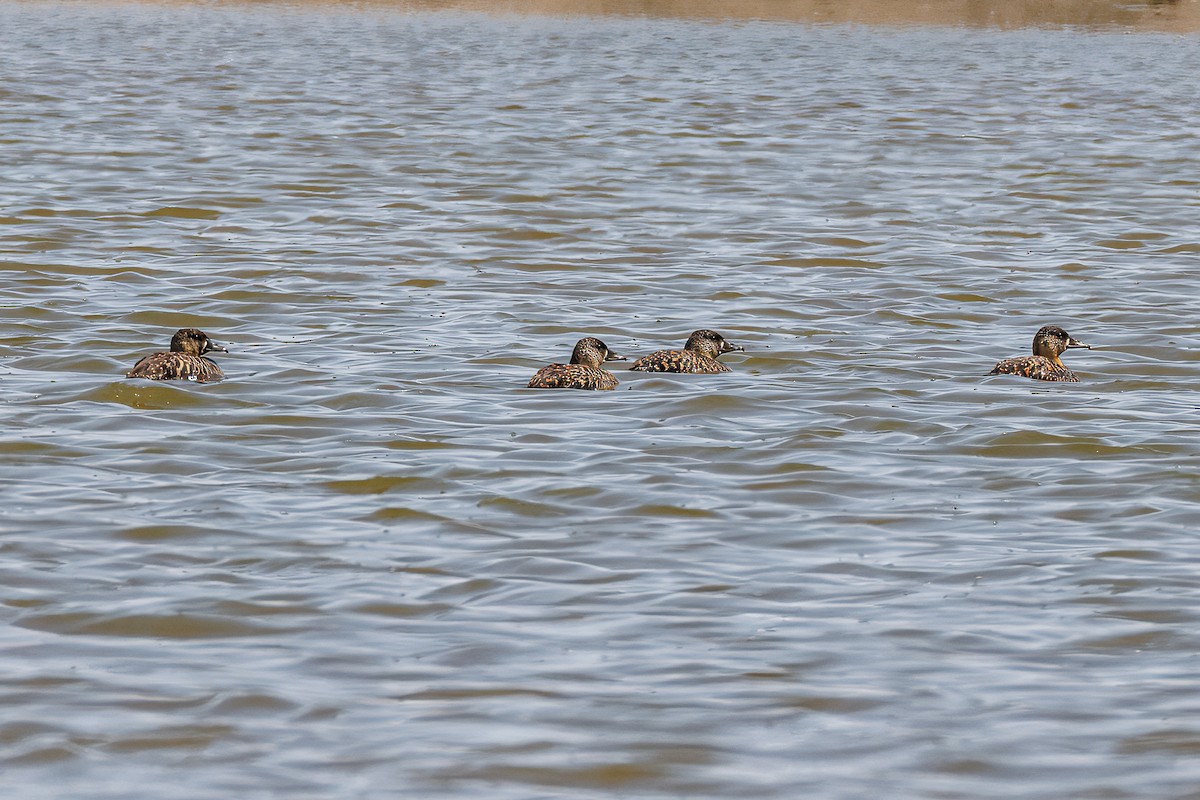 White-backed Duck - ML641903560