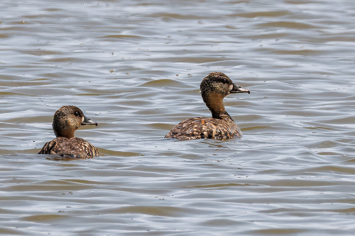 White-backed Duck - ML641903561