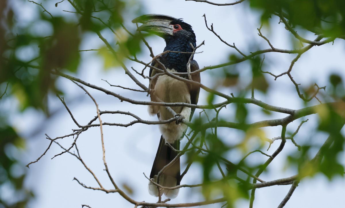 Trompeterhornvogel - ML641903578
