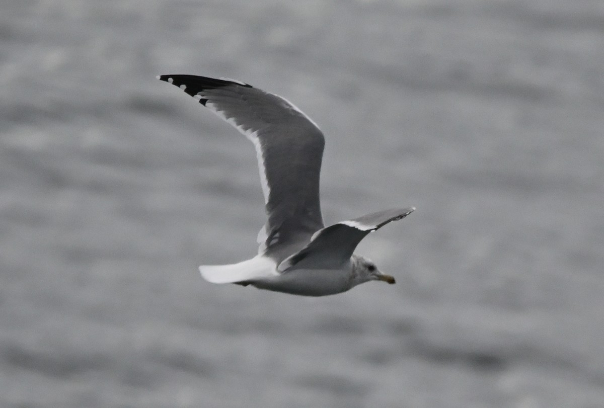 Westmöwe - ML641903583