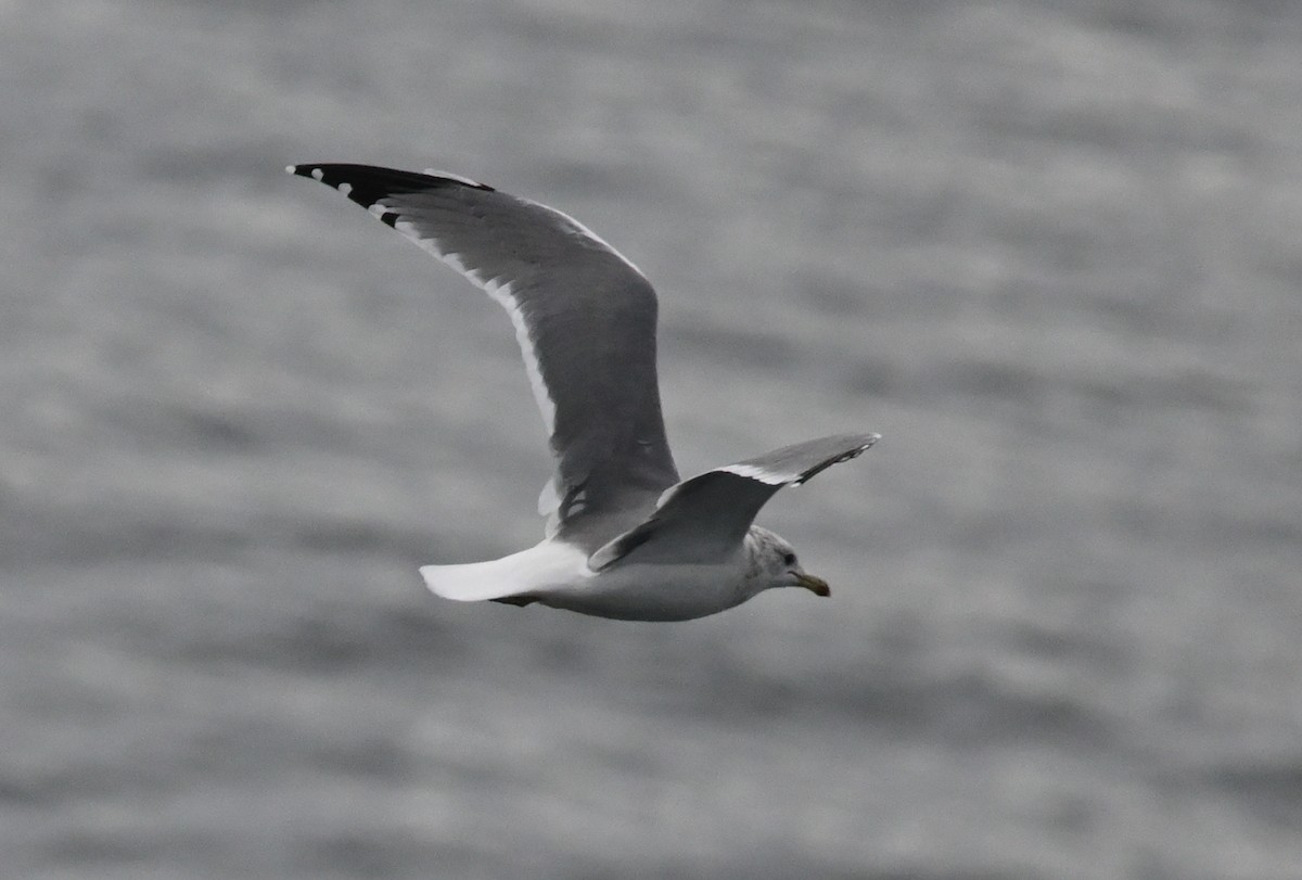 Westmöwe - ML641903584