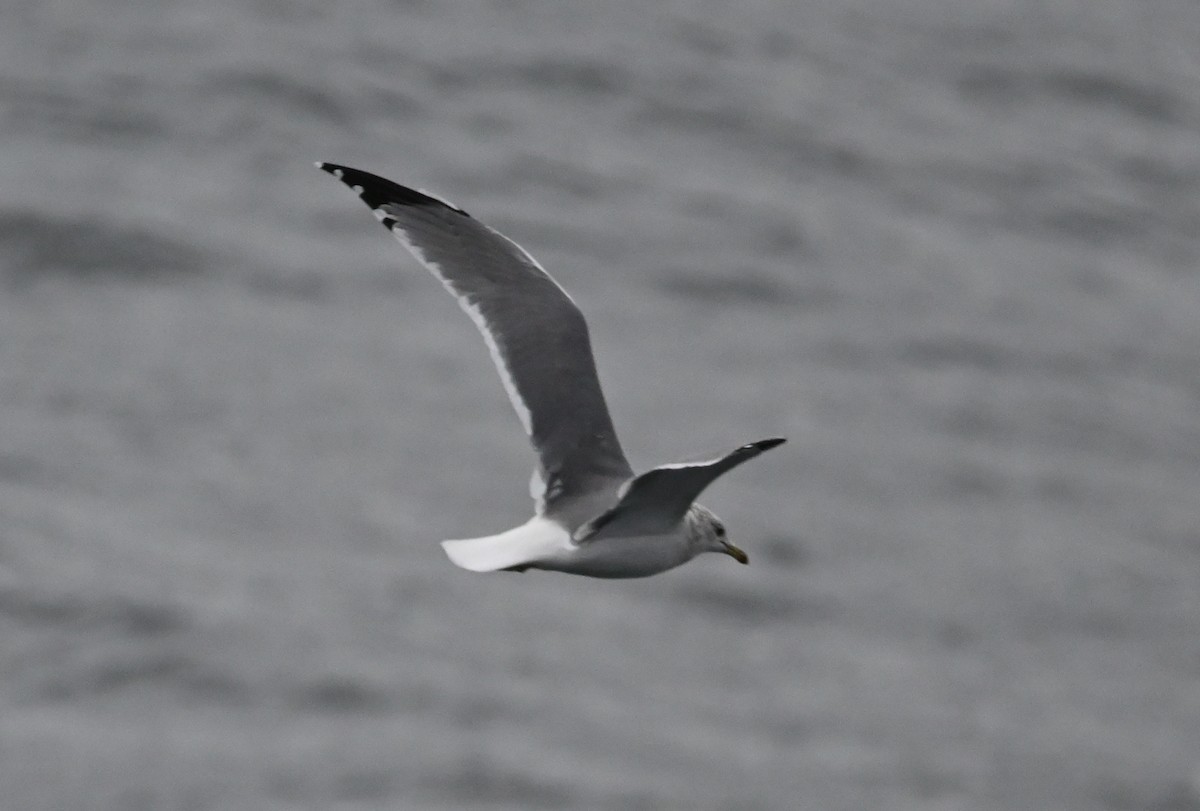 Westmöwe - ML641903585