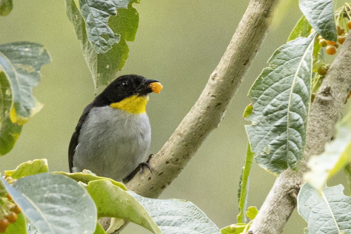 White-naped Brushfinch - ML641903612