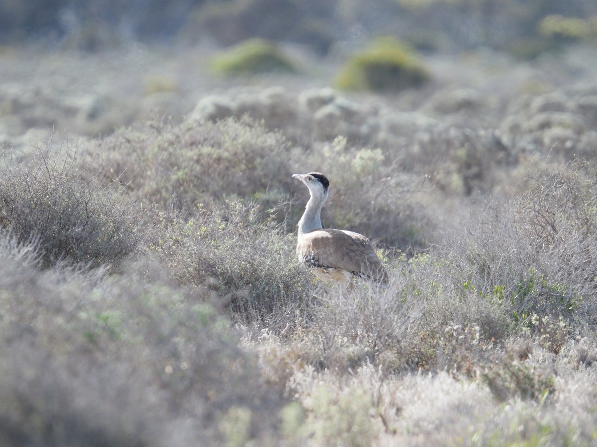 Australian Bustard - ML641903617