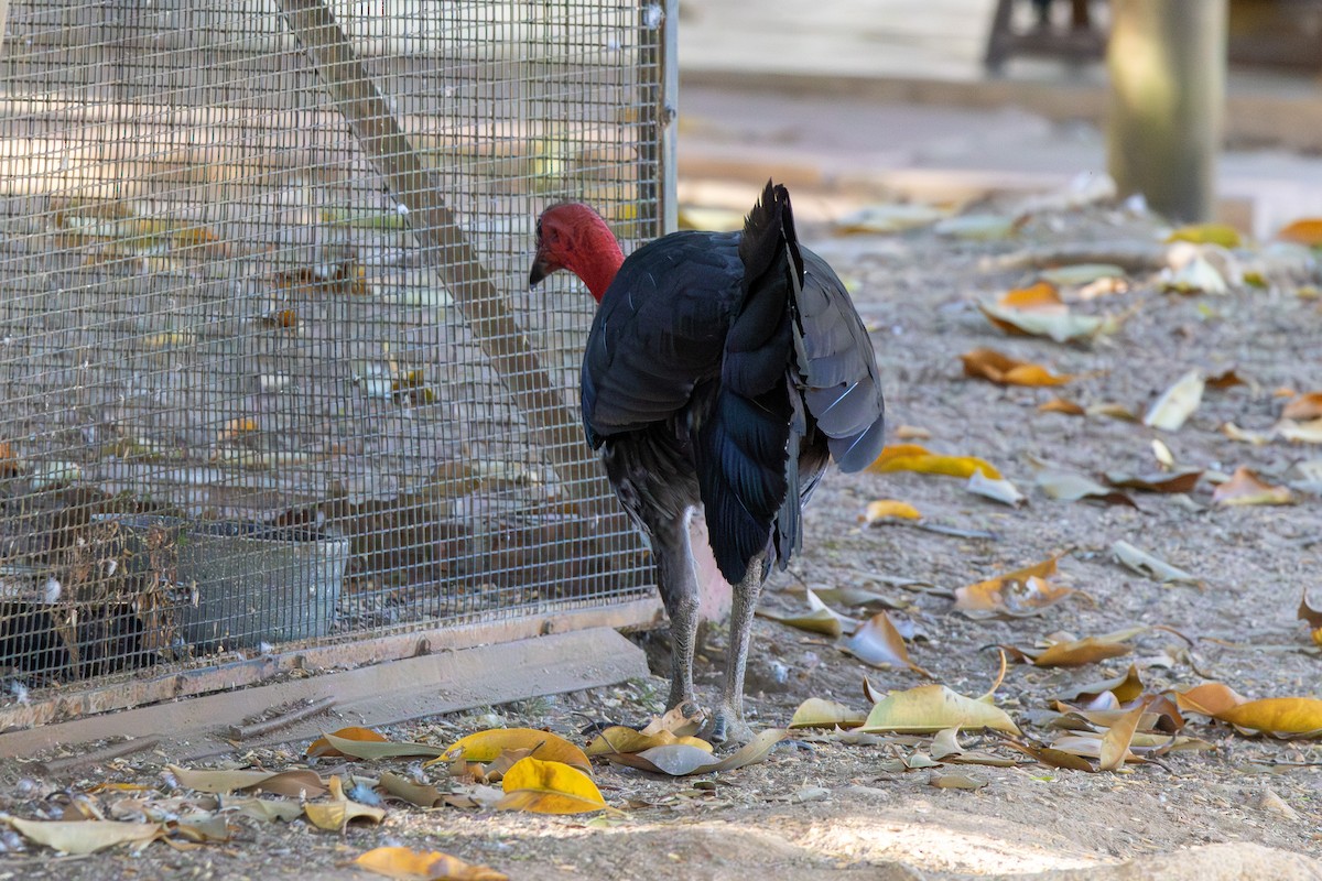 Australian Brushturkey - ML641903620