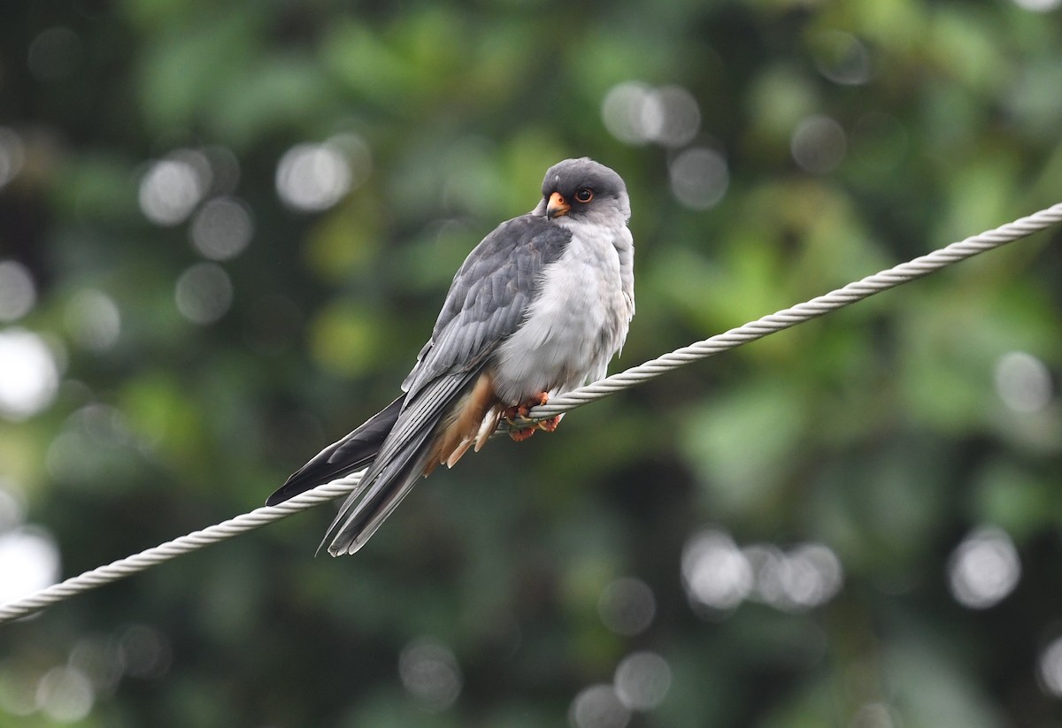 Amur Falcon - ML641903623