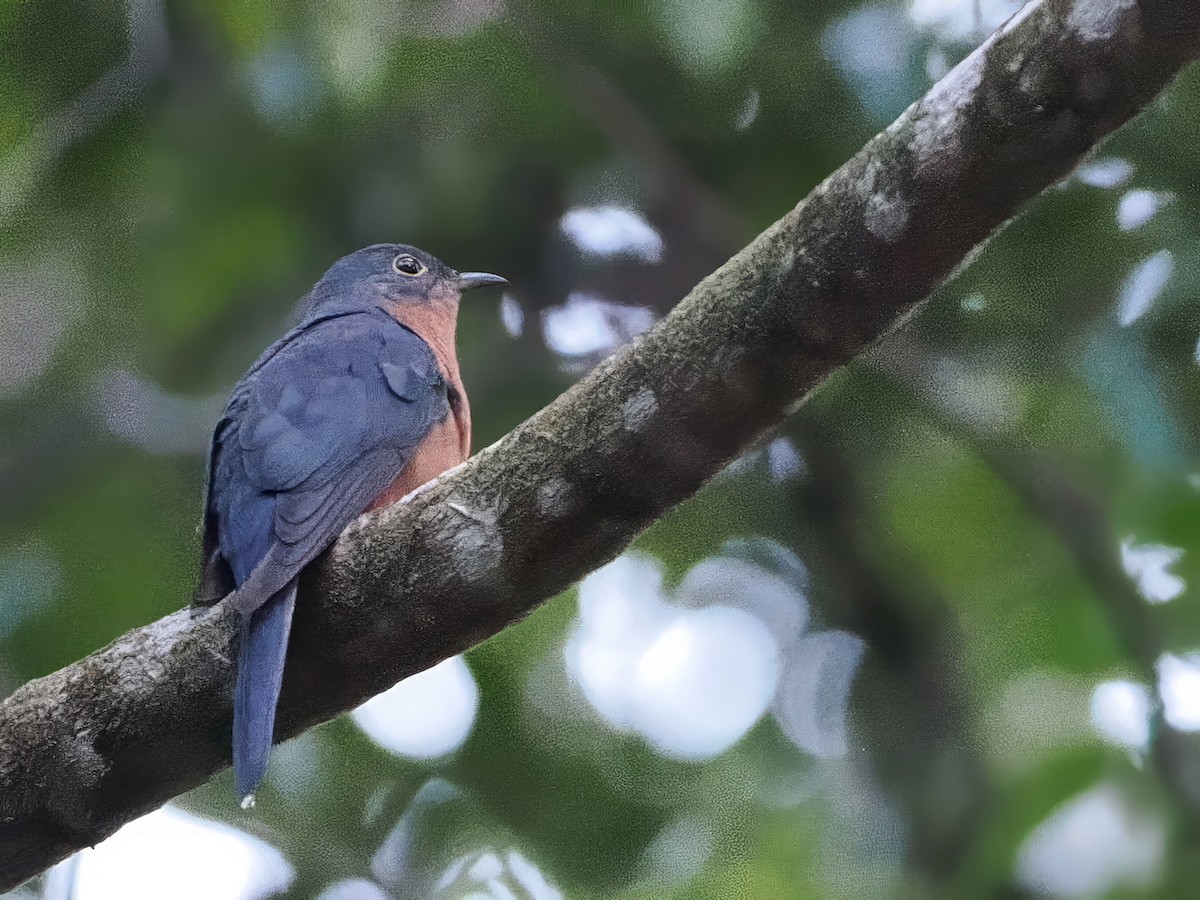 Chestnut-breasted Cuckoo - ML641903648