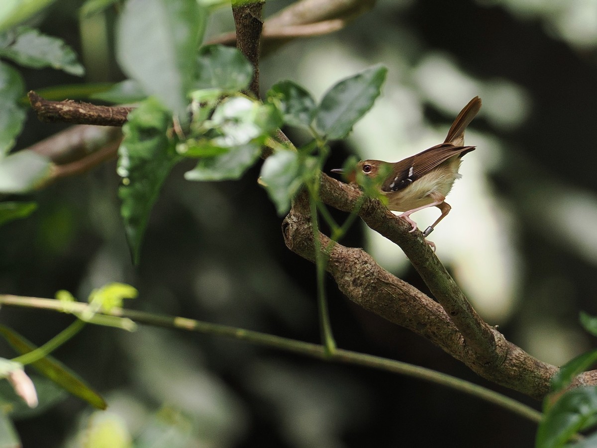 Beccarisericornis - ML641903651