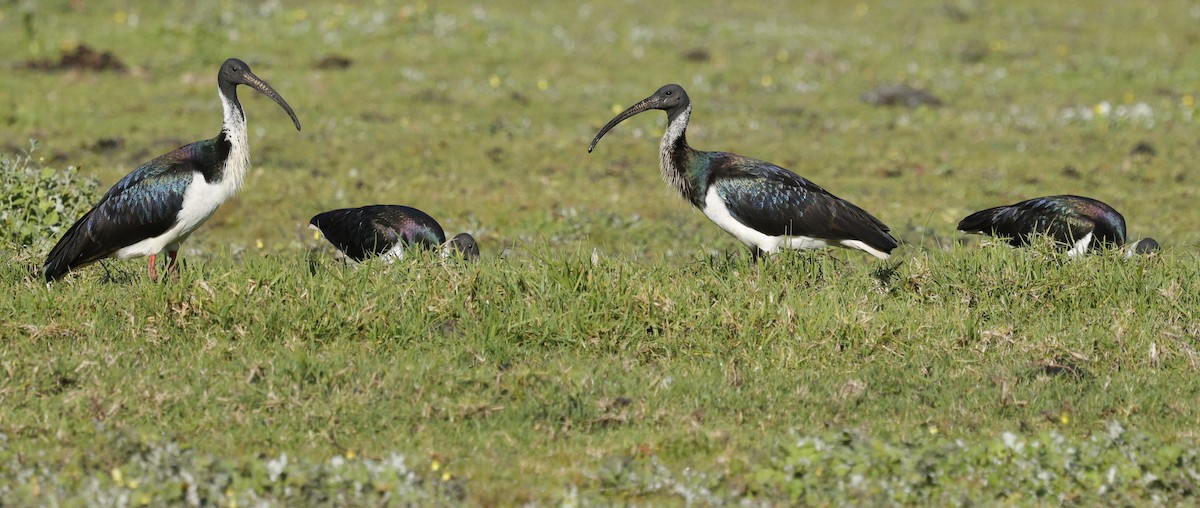 Straw-necked Ibis - ML641903657