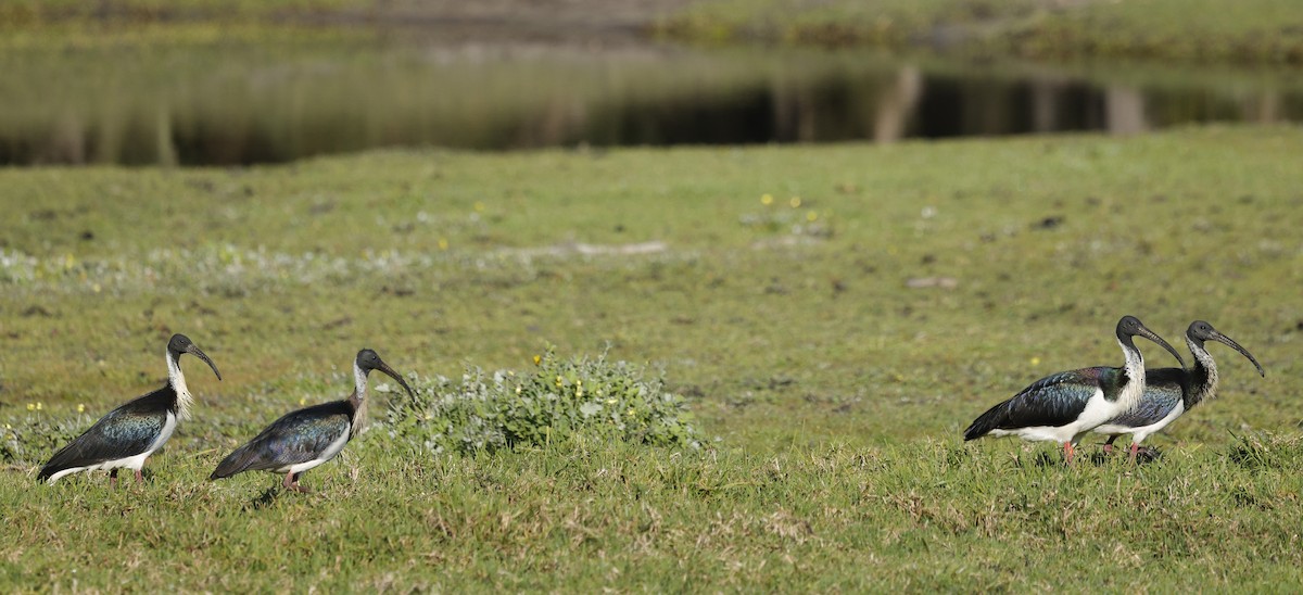 Straw-necked Ibis - ML641903658