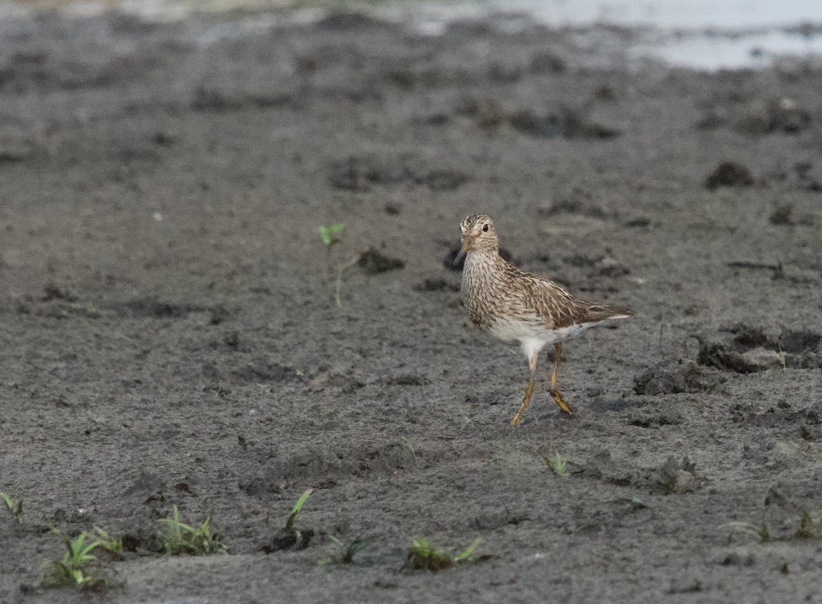 Pectoral Sandpiper - ML641903661
