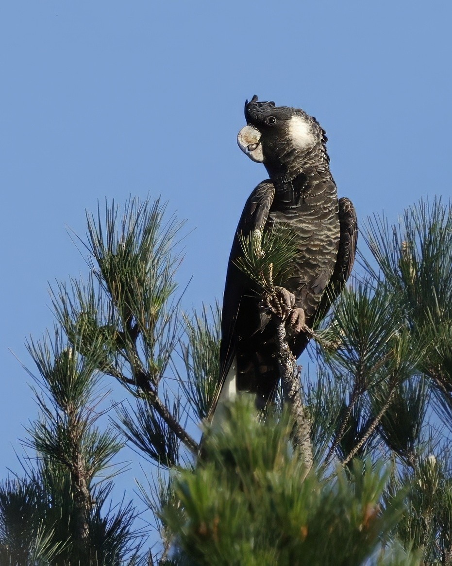 Carnaby's Black-Cockatoo - Kevin McLeod