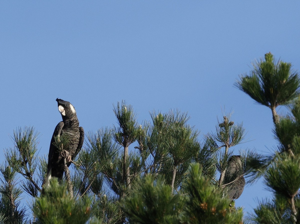 Carnaby's Black-Cockatoo - Kevin McLeod