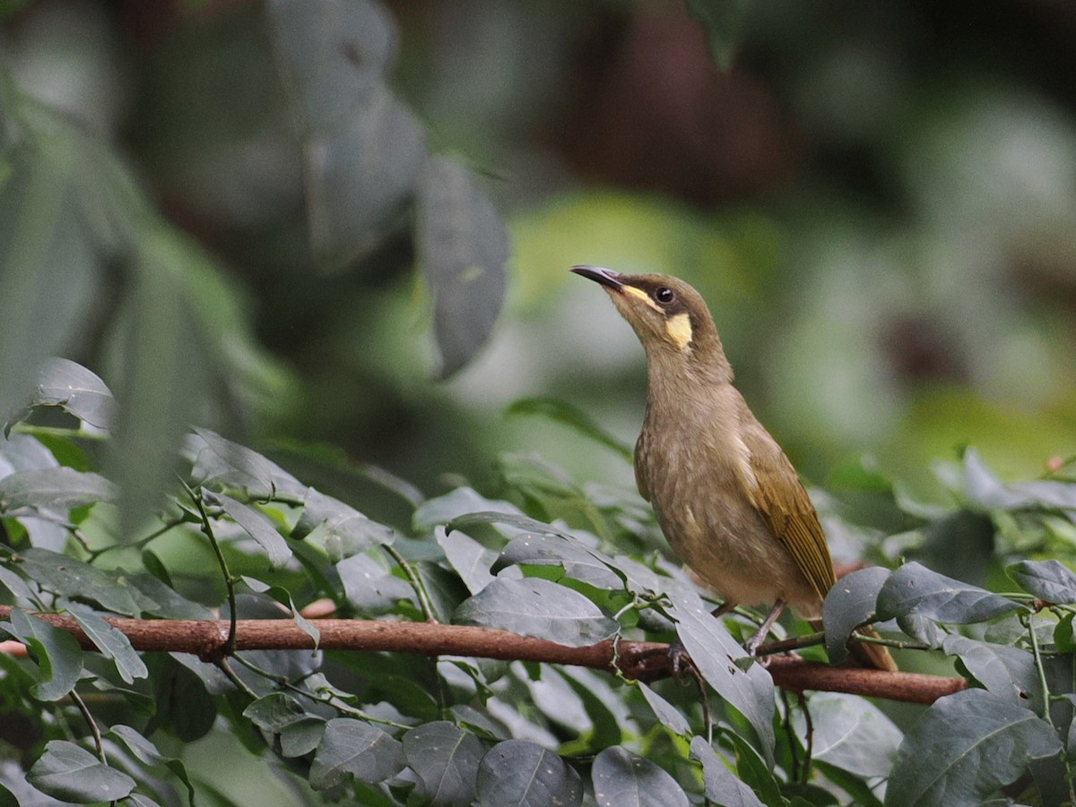 Graceful Honeyeater - ML641903675